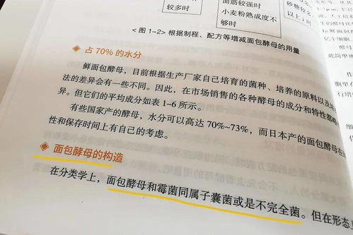 酵母怎么读音是什么