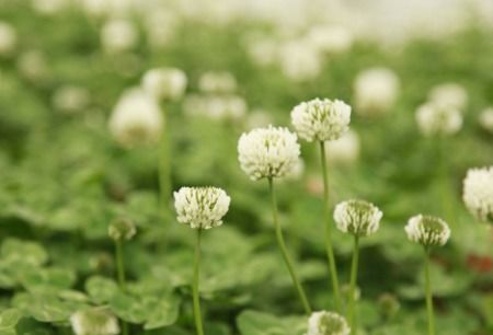 芷汀的拼音，莘的拼音