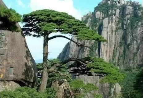 株的四字词语有哪些词语，株四字词语开头