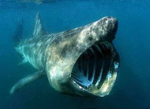 火鲛鲨鱼真的存在吗，火胶婴儿棉图片