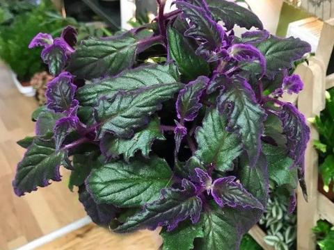 茸毛和绒毛哪个对，茸毛的友谊怎么过