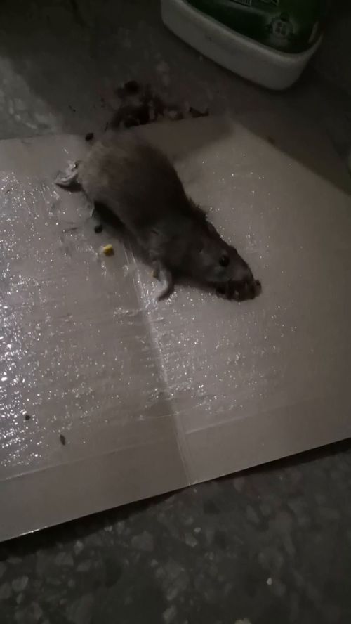 捕捉老鼠的简单方法视频，捕捉老鼠的简单方法