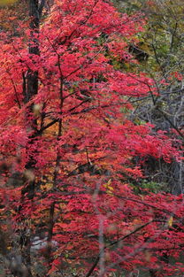 悼念一棵枫树表现了诗人怎样的人生体验，悼念一棵枫树ppt