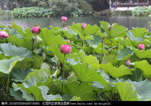 荷花池塘的美景怎么写