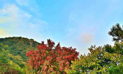 招摇山文言文朗读，招摇山狌狌朗读