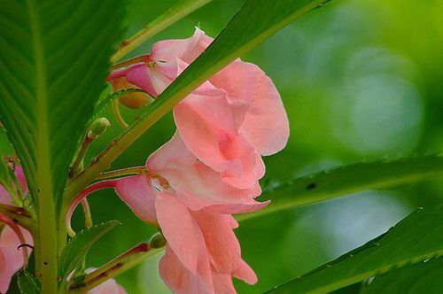 描写凤仙花的作文