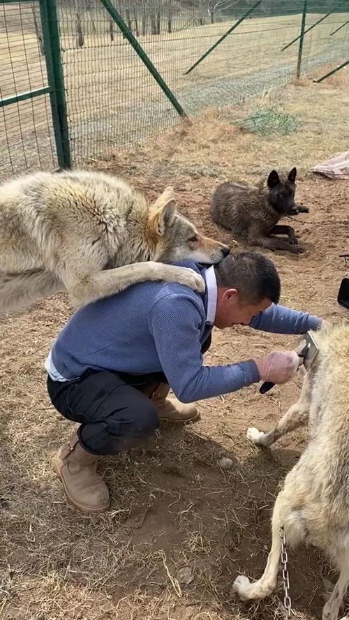 关于狼的故事名字，关于狼的故事文言文