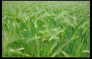 大麦和小麦都是面粉吗，大麦与小麦的区别哪品种好