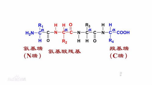 肽链数怎么算，肽链名词解释