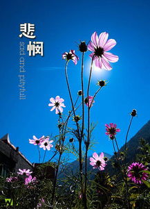 远山悲悯的意思，悲悯的意思是什么意思是什么