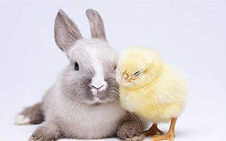 鸡兔同笼的题目及答案小学，鸡兔同笼的题目及答案假设法