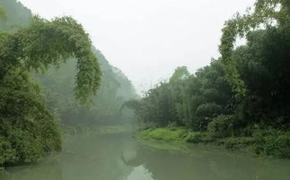 关于描写芦苇的诗句古诗