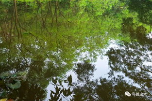 “倒影”和“倒映”两个词语分别是什么意思?