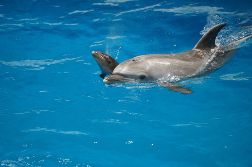 鲸鱼和海豚区别那么大,为何能杂交出鲸豚兽呢?