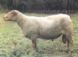 夏洛莱羊图片大全大图，夏洛来羊一年几窝