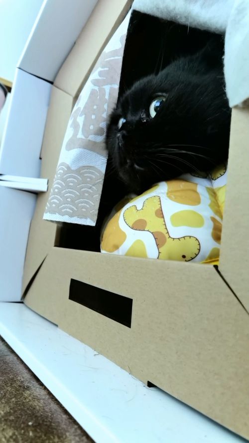 黑货白货是什么意思，黑货票卷什么时候刷新