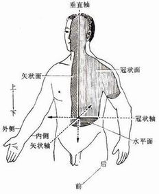冠状面矢状面水平面怎么区分图片，冠状面运动