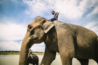 大象的耳朵像什么补充句子，大象的耳朵像什么样的扇子