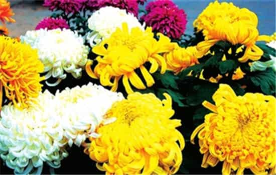 蓝色菊花的花语是什么，紫色菊花的花语是什么