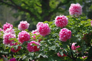 洛阳花,梁园月,好花须买,皓月须赊,中的洛阳花指什么花