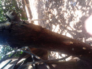 虬枝峥嵘，虬枝图片