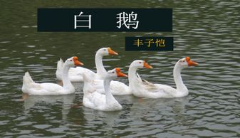 四年级语文上册《白鹅》教案