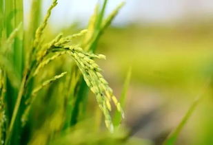 春种一粒粟全诗拼音版?