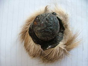 麝香仁会引起小产吗?，麝香仁粉末用水合氯醛装片显微观察可见