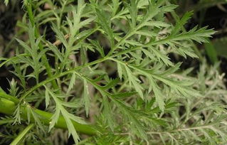 青蒿素是什么植物提取的图片，青蒿素是什么植物提取的固液萃取