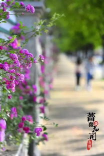 酴醾是什么意思,词语酴醾的解释,汉语词典