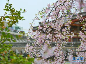 樱花红陌上拼音，樱花红了