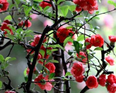 幽雅的意思解释丁香结，幽香的意思解释