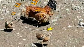 长膘是变胖的意思吗，长潮和落潮的原因