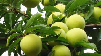 梨子的英文，李子的英文翻译