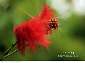 冬花的功效作用与主治，冬花和款冬花的区别