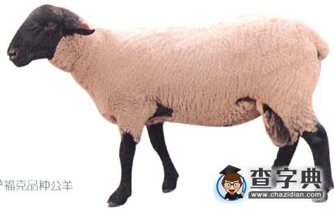 夏洛来和萨福克羊哪个好