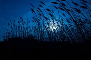 明月夜短松冈艺术手法，明月夜短松冈意思