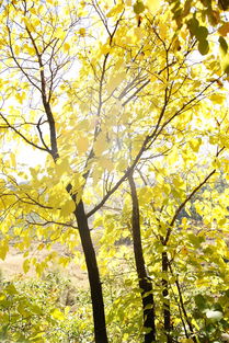 柳风的诗句，柳风是哪部小说的主角