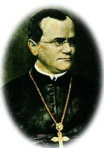 遗传学之父是谁?，格雷戈尔孟德尔是现代遗传学之父