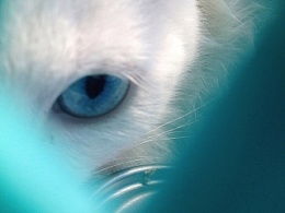 白猫与黑猫的绕口令