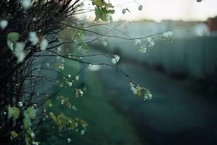 云卷云舒听雨声全诗作者是?