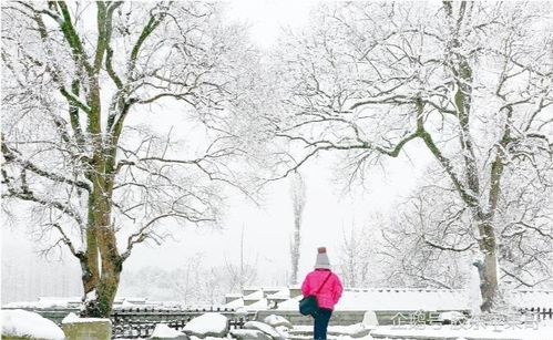冬雪的诗句古诗大全，以春花喻冬雪的诗句
