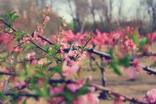 连理枝头花正开全诗，连理枝头花正开指的是谁红楼梦