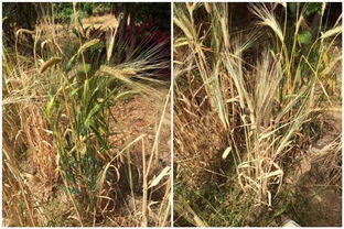 大麦和小麦的区别是什么