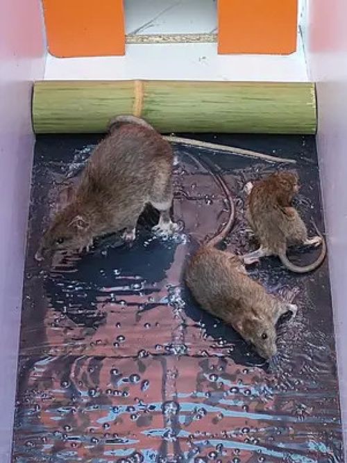 抓老鼠最有效方法