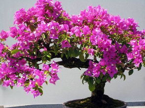 三角梅写作文100字三年级