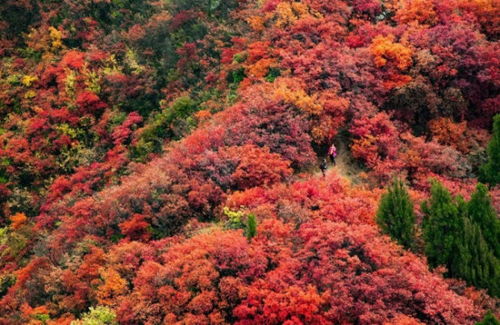天真烂漫的近义词是什么 标准答案，天真烂漫的近义词傻不拉几