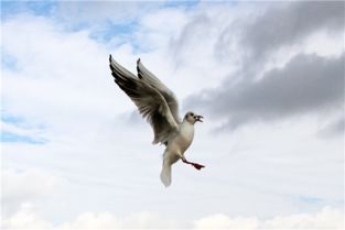 《鹧鸪天》原文赏析