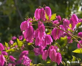 三角梅的作文300字三年级下册，三角梅的作文300字远观和近观