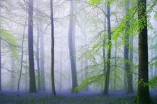 森林怎么写英文翻译